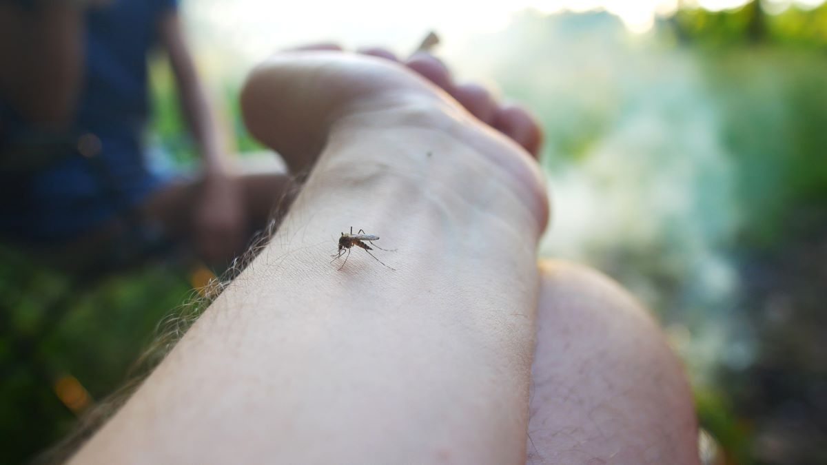 Insektenstiche in Fulda: Erste Hilfe und wirksame Vorbeugebu