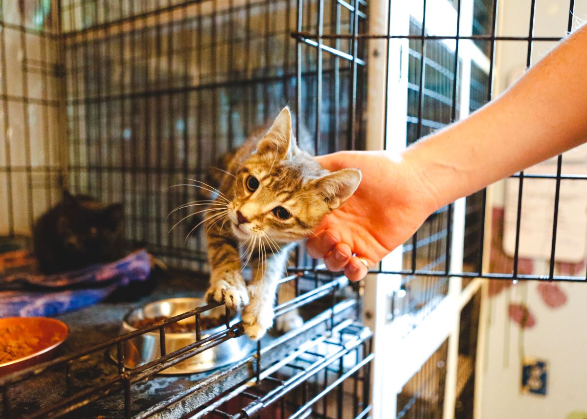 Katze mikrochippen Fulda — Sicherheit für Ihr Tier